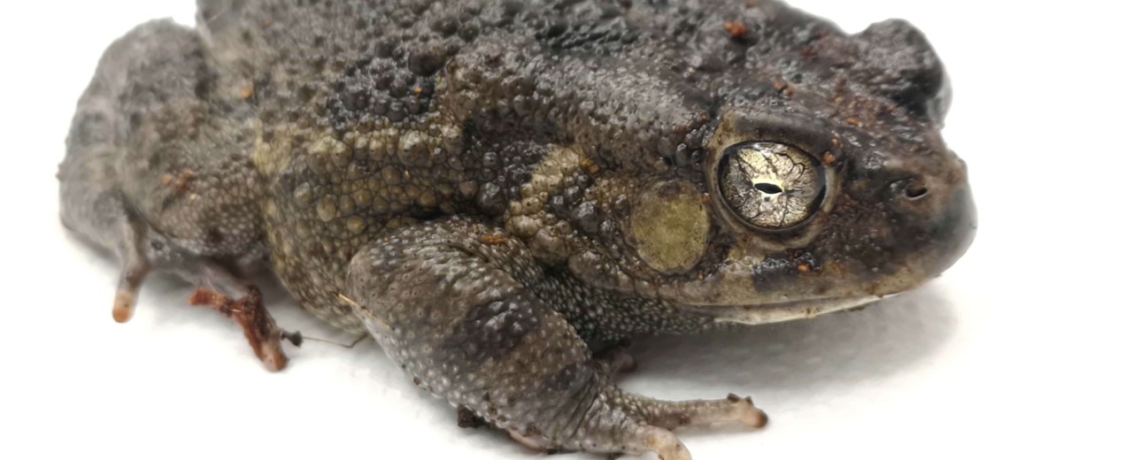 Ropucha panterowata (Sclerophrys regularis)