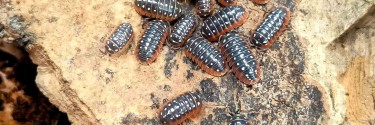 Armadillidium klugii