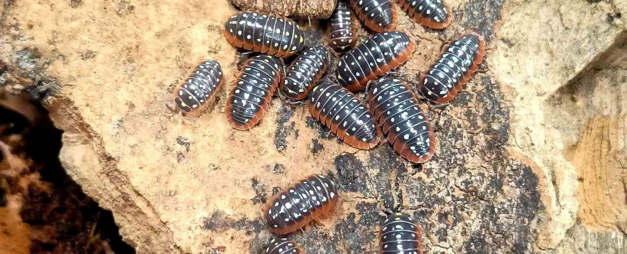 Armadillidium klugii