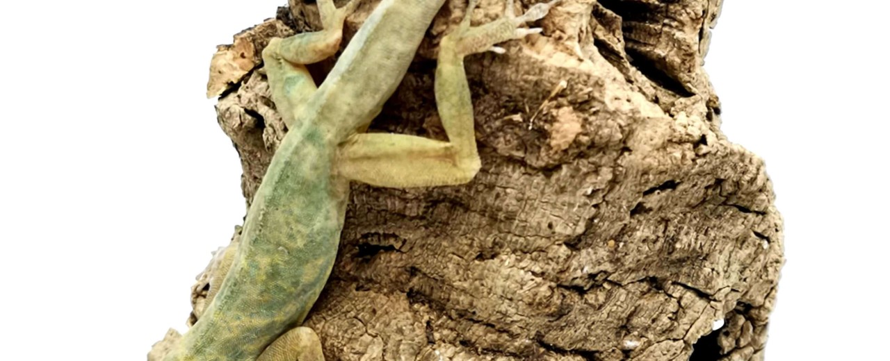 Anolis aeneus