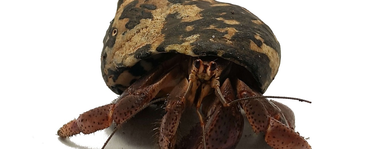 Krab pustelnik (Coenobita clypeatus)