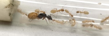 Camponotus fedtschenkoi