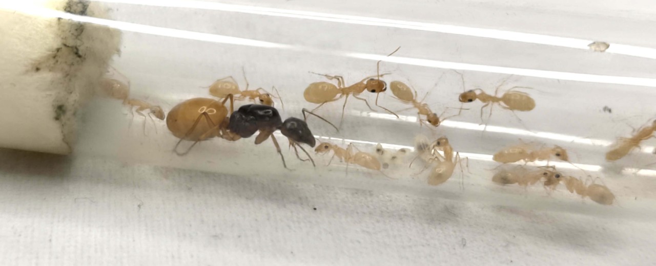 Camponotus fedtschenkoi