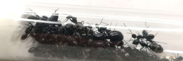 Camponotus foreli