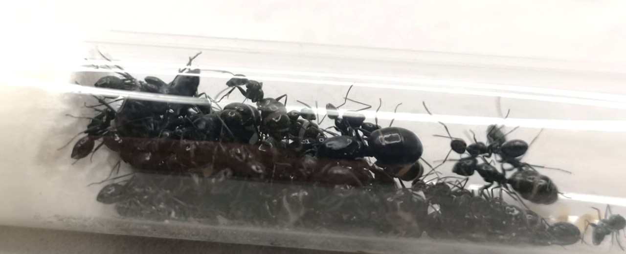 Camponotus foreli