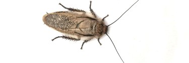 Rhyparobia maderae