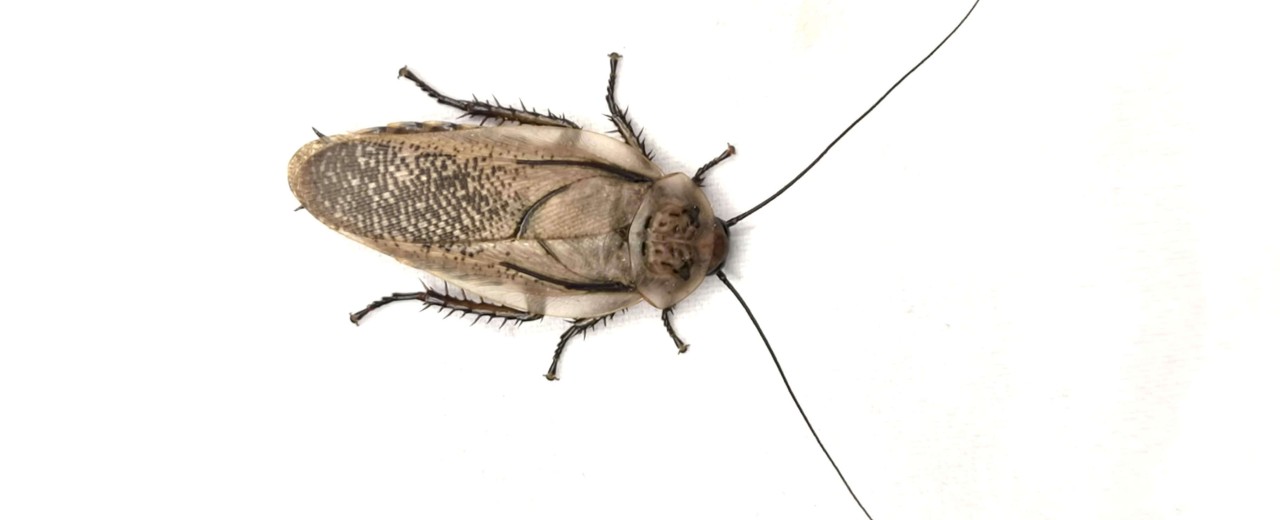 Rhyparobia maderae