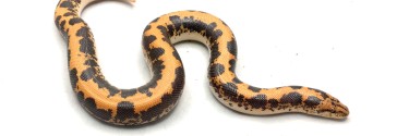 Boa piaskowy (Eryx colubrinus)