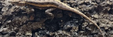 Sceloporus variabilis