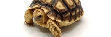 Żółw pustynny (Centrochelys sulcata)