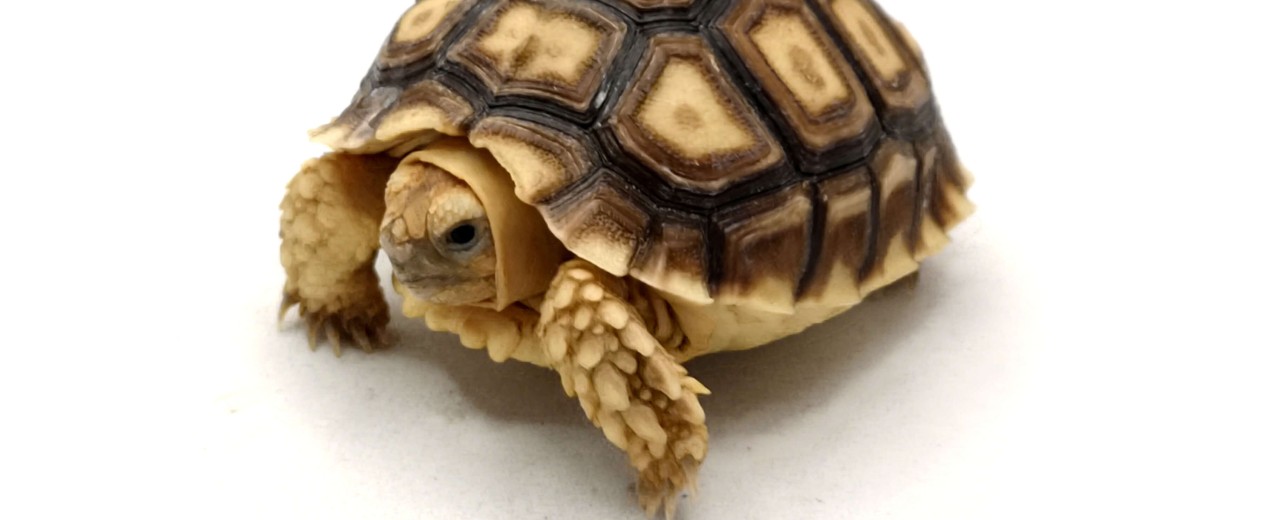 Żółw pustynny (Centrochelys sulcata)