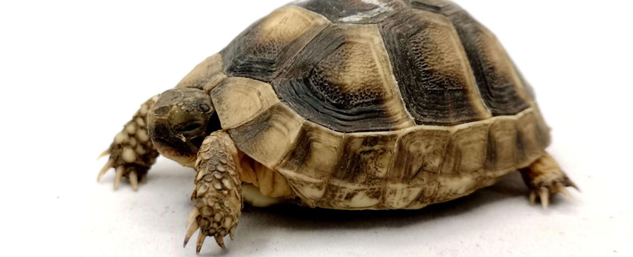 Żółw obrzeżony (Testudo marginata)