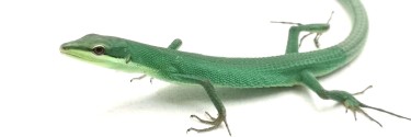 Jaszczurka trawiasta (Takydromus dorsalis)