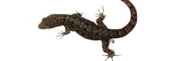 Gonatodes albogularis