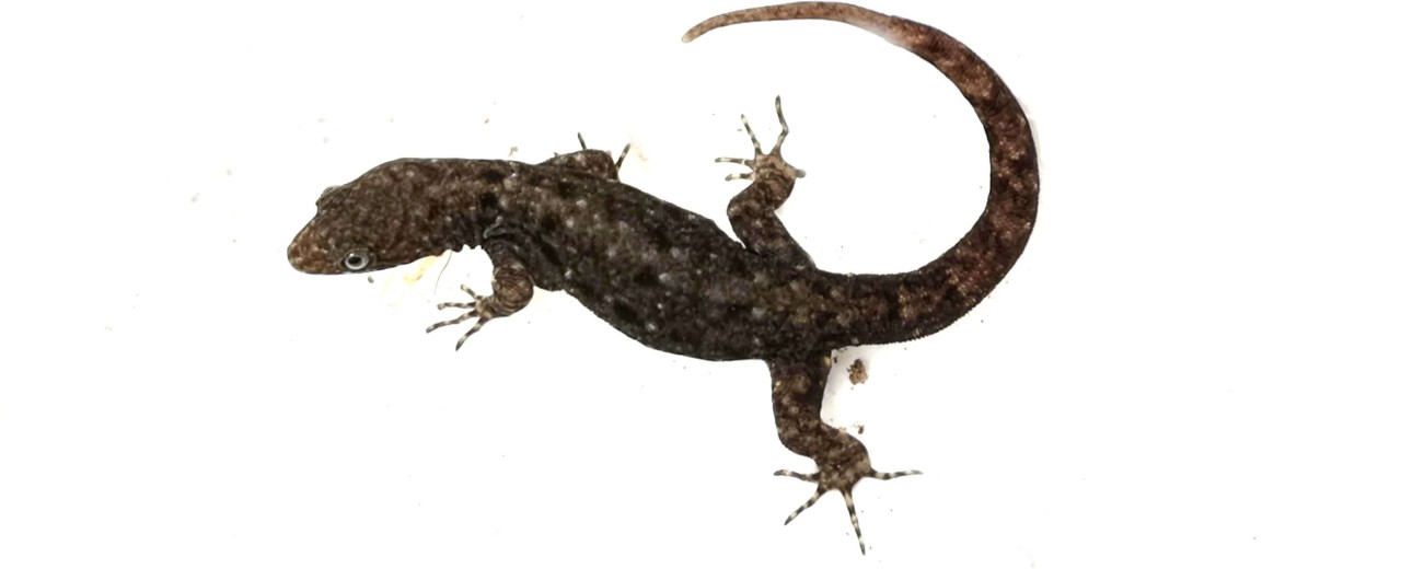 Gonatodes albogularis