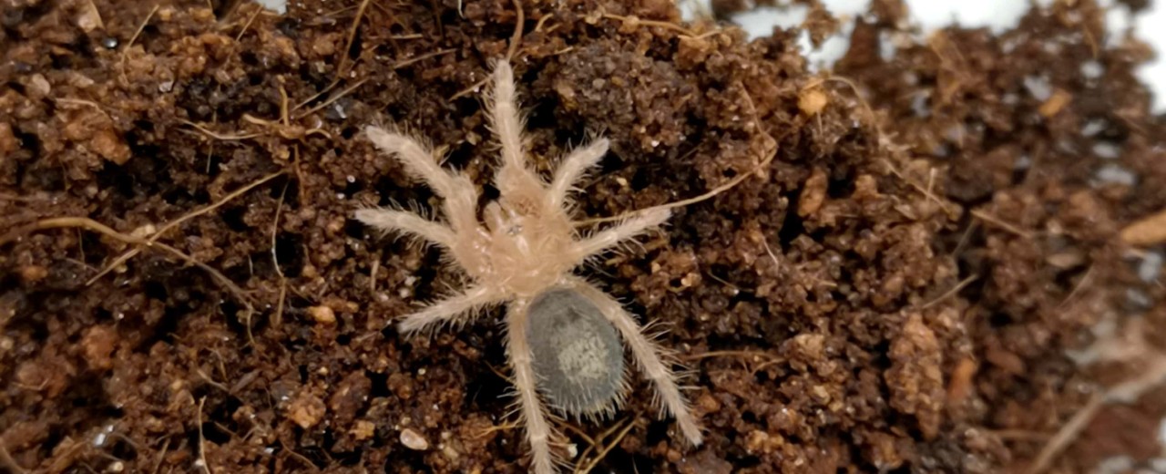 Grammostola pulchripes