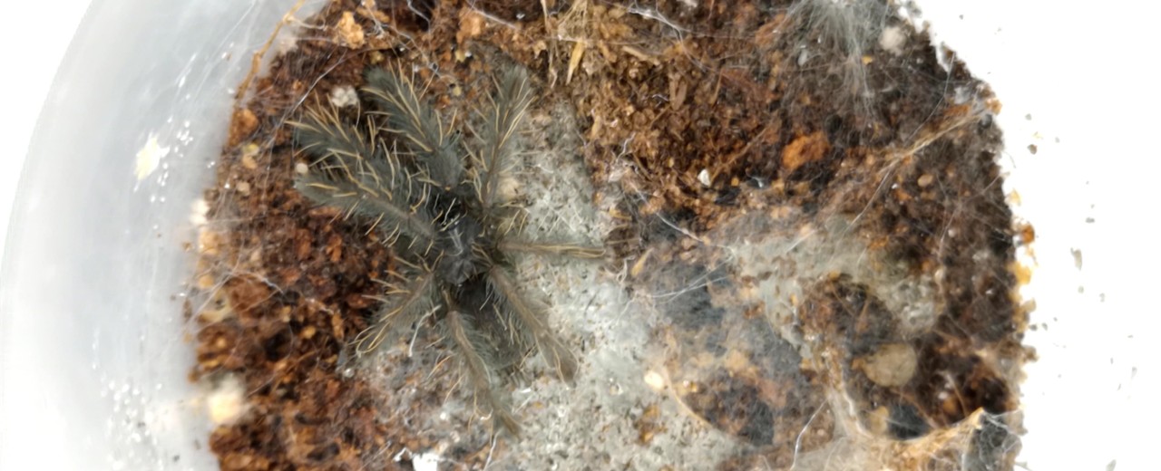 Omothymus violaceopes