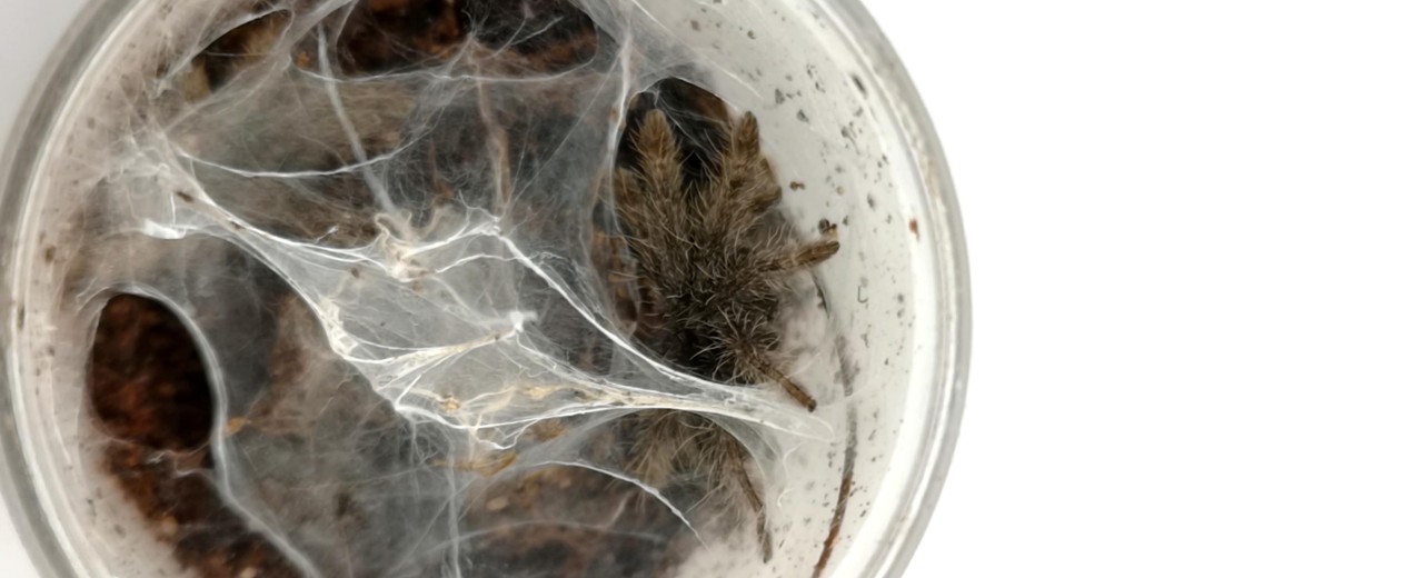 Stromatopelma calceatum