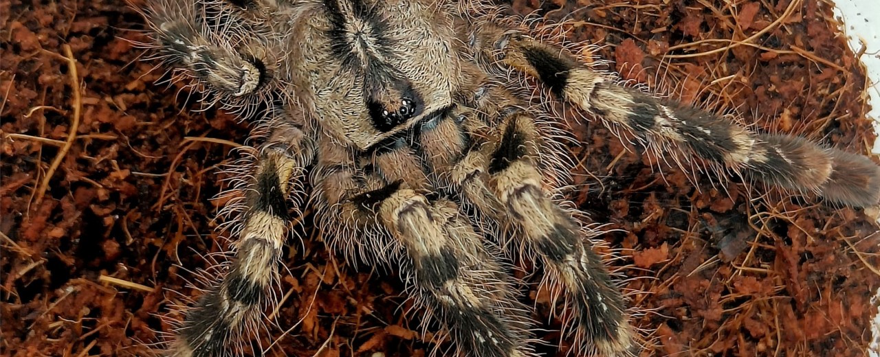 Poecilotheria regalis