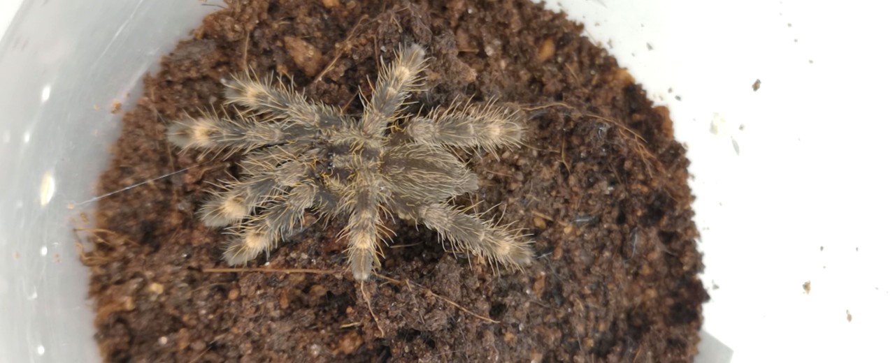 Poecilotheria ornata