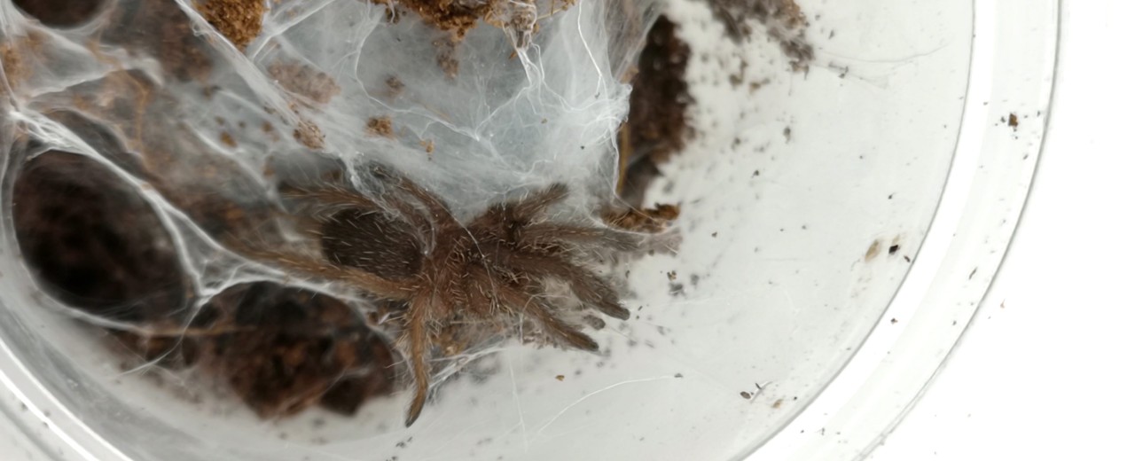 Chilobrachys sp. Kaeng Krachan