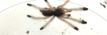 Avicularia juruensis ex. peru purple