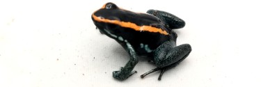 Liściołaz paskowany (Phyllobates vittatus)