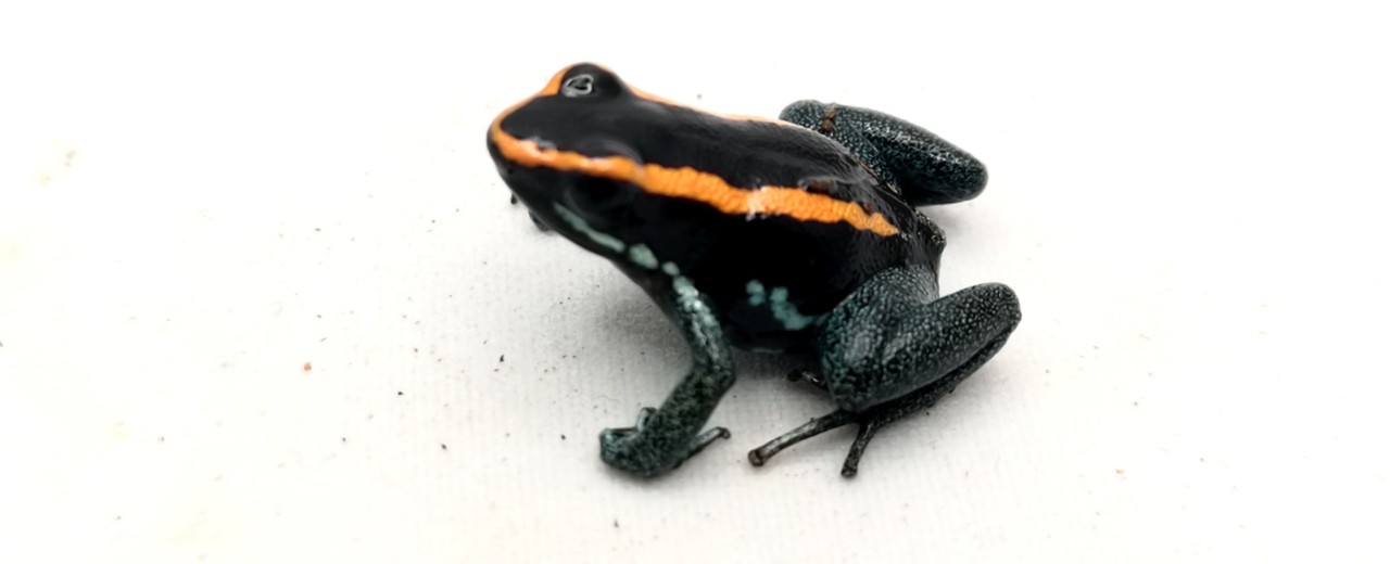 Liściołaz paskowany (Phyllobates vittatus)