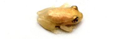 Heterixalus alboguttatus