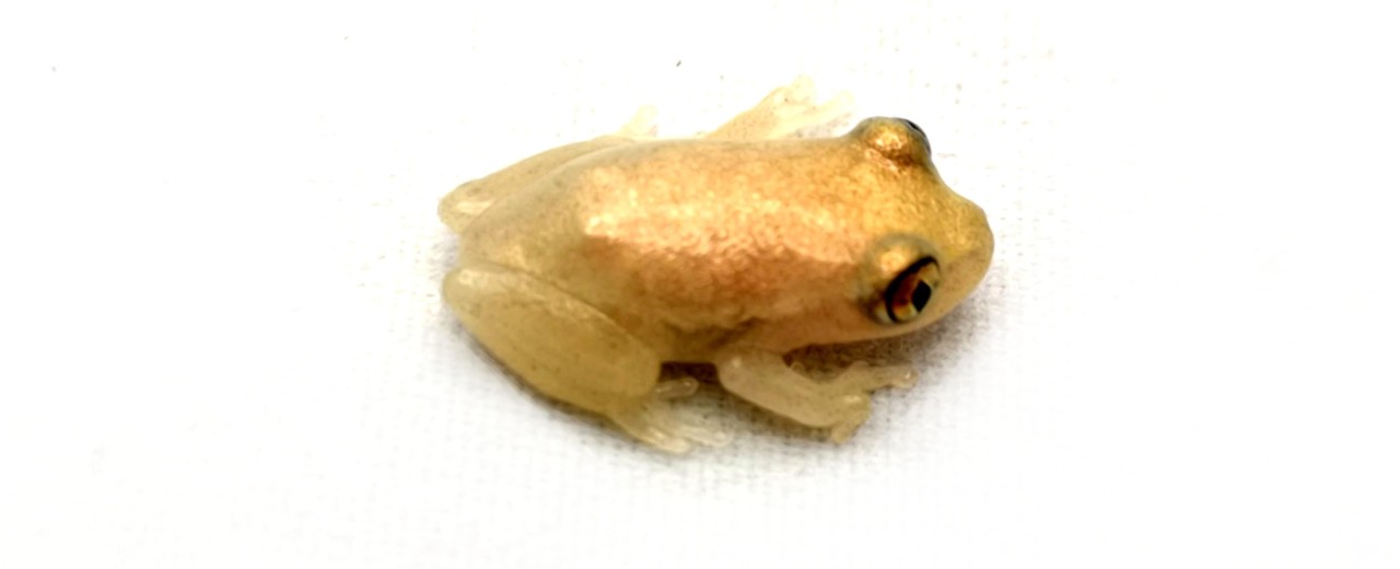 Heterixalus alboguttatus