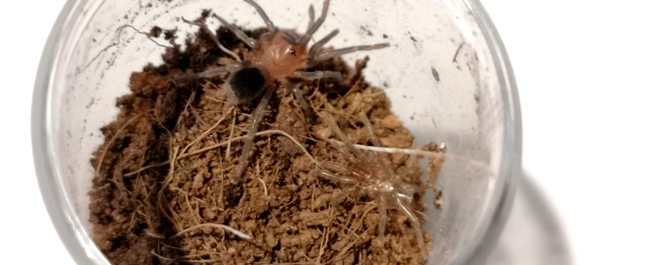 Bumba horrida ( ex. Bumba cabocla)