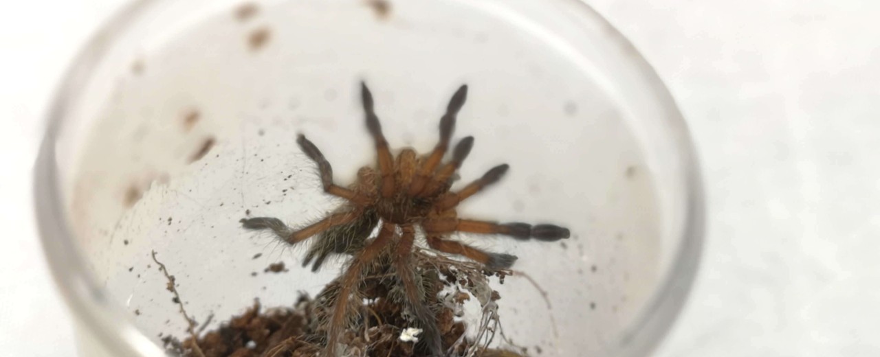 Harpactira pulchripes