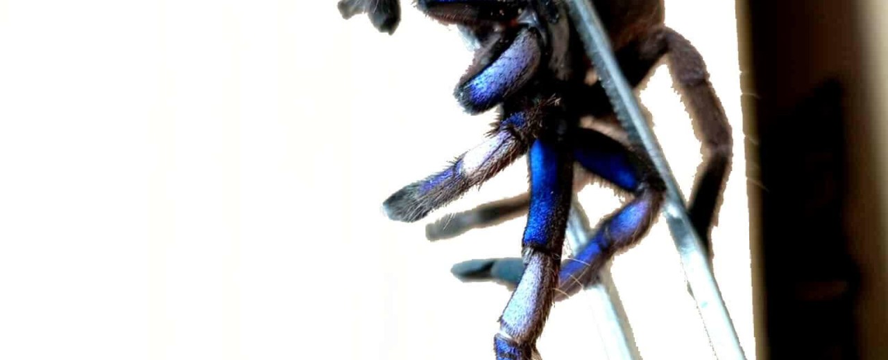 Chilobrachys natanicharum (ex. sp. electric blue)