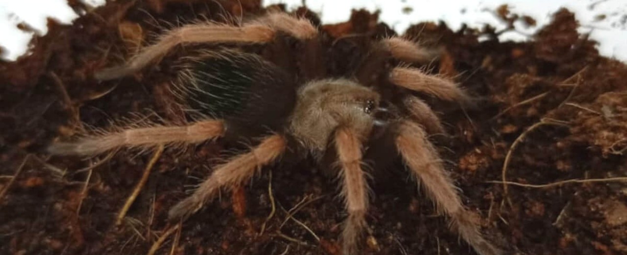 Brachypelma boehmei