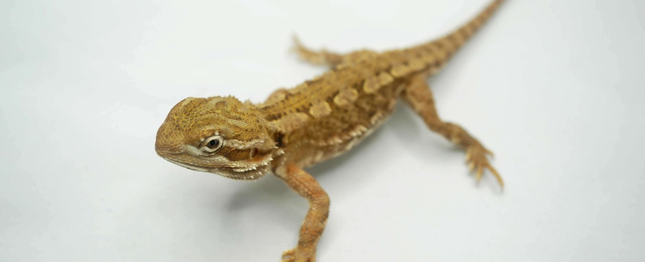 Agama karłowata (Pogona henrylawsoni)