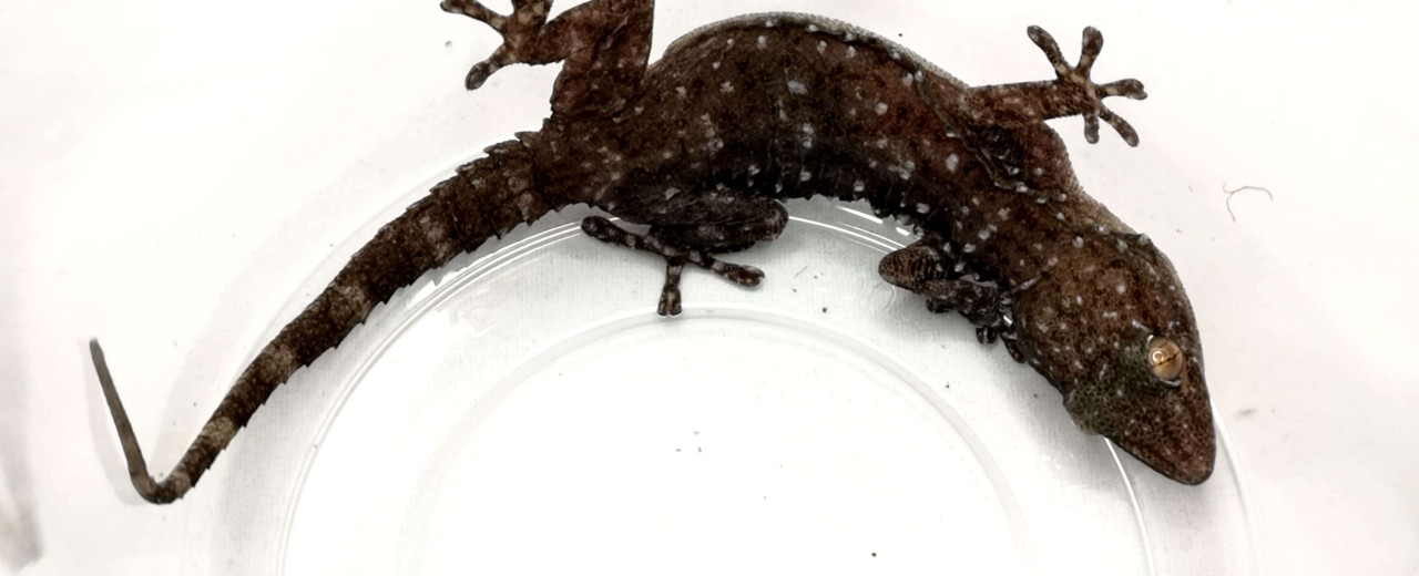 Gekon leśny (Chondrodactylus turneri)