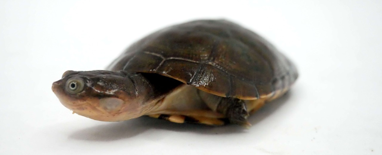 Pelomeduza afrykańska (Pelomedusa subrufa)