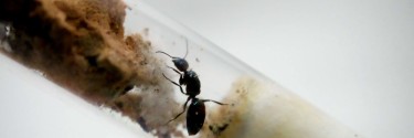 Camponotus lateralis