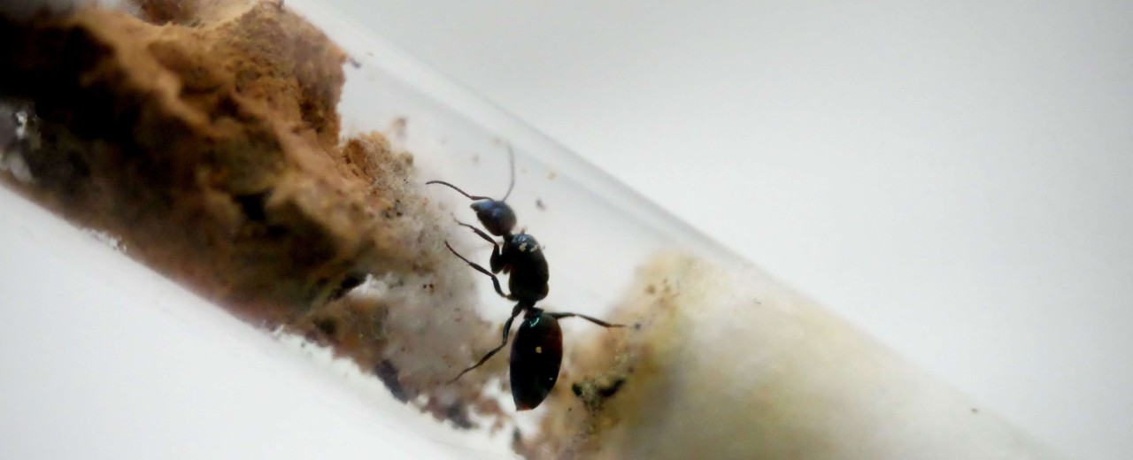 Camponotus lateralis