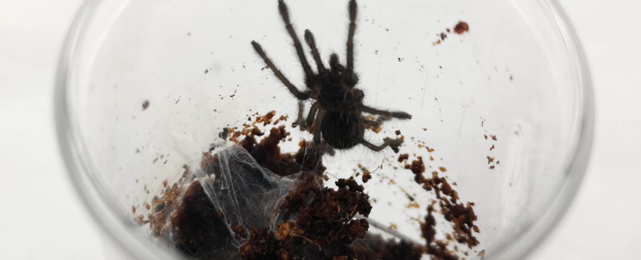 Chilobrachys fimbriatus