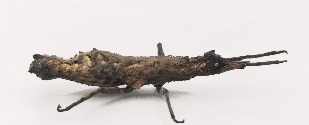 Pylaemenes guangxiensis