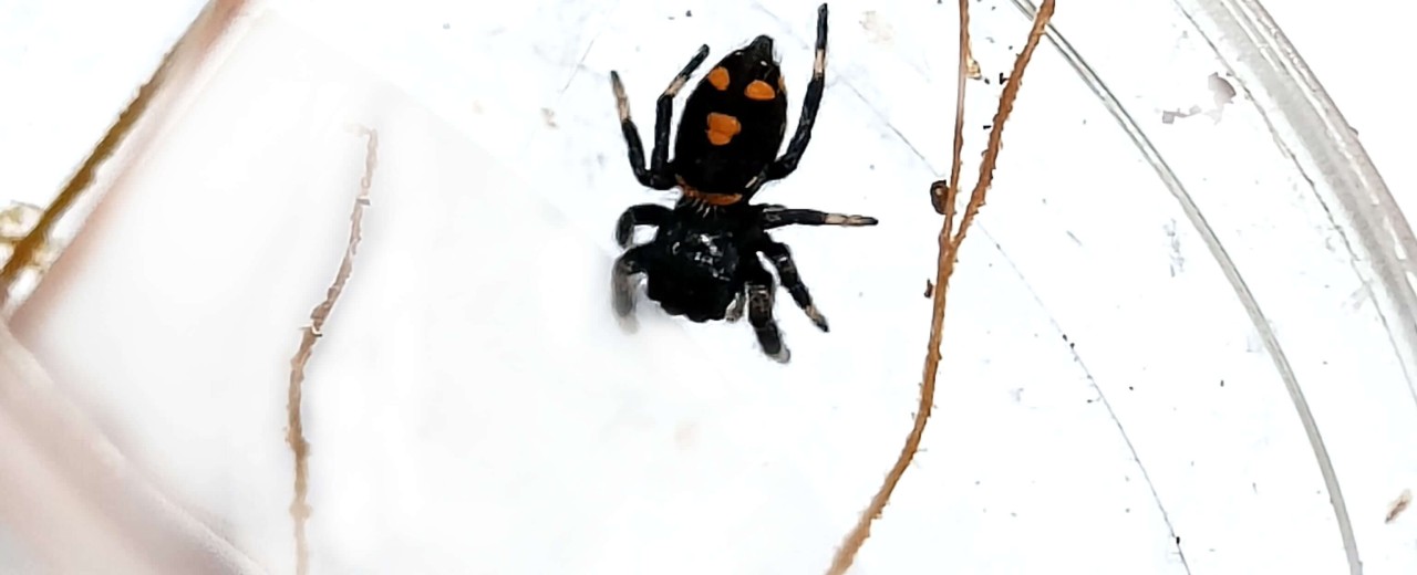 Skakun królewski (Phidippus regius)