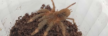 Sericopelma sp. boquete