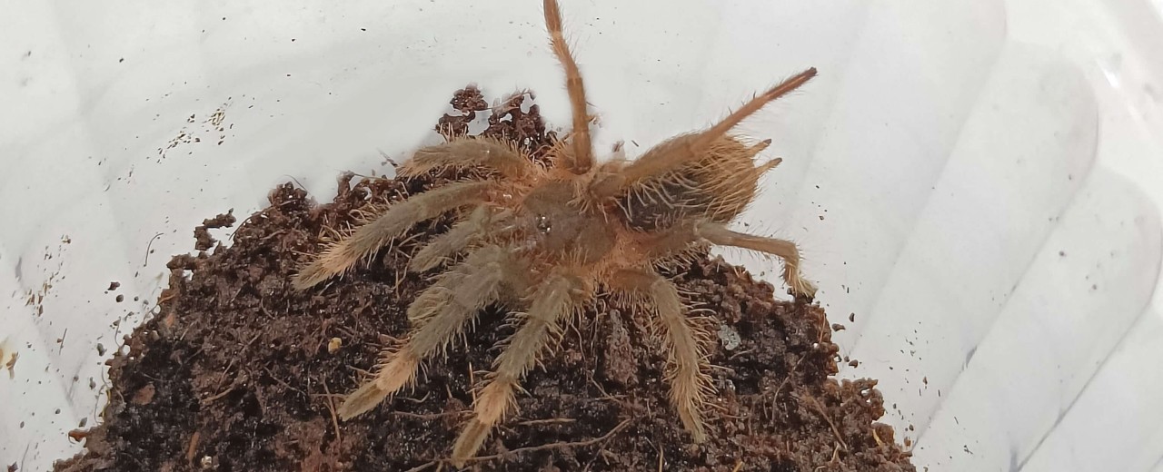 Sericopelma sp. boquete