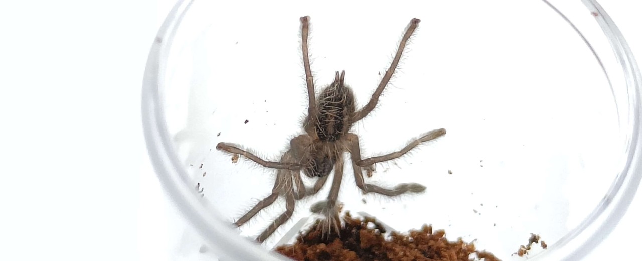  Poecilotehria metallica