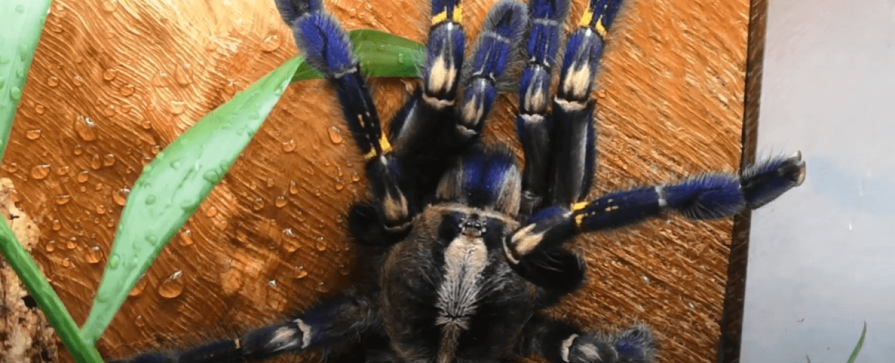  Poecilotehria metallica