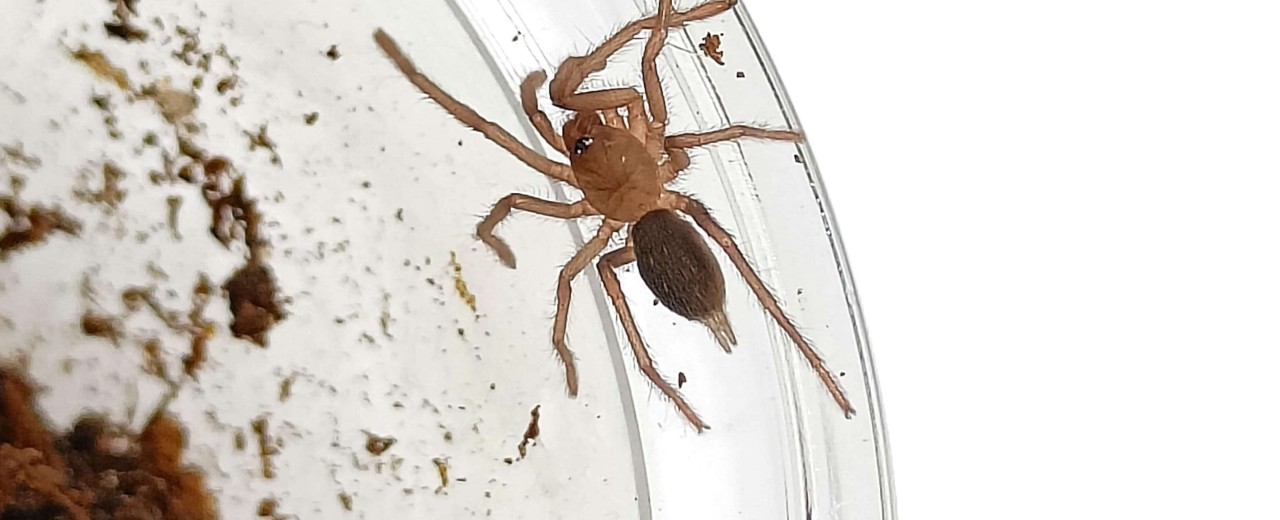 Orphnaecus philippinus