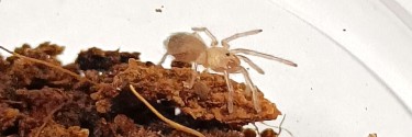 Cyclocysternum sp. meta