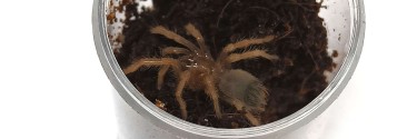 Brachypelma klaasi