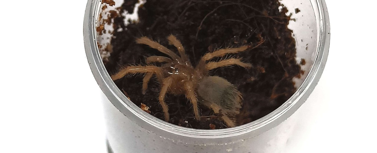 Brachypelma klaasi